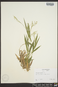 Dichanthelium laxiflorum image