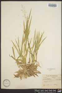 Dichanthelium laxiflorum image