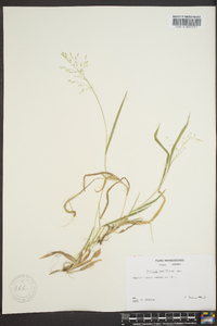 Dichanthelium laxiflorum image