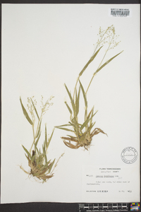 Dichanthelium laxiflorum image