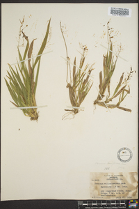 Dichanthelium laxiflorum image