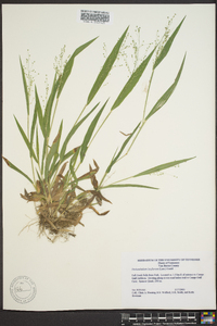 Dichanthelium laxiflorum image