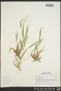 Dichanthelium laxiflorum image