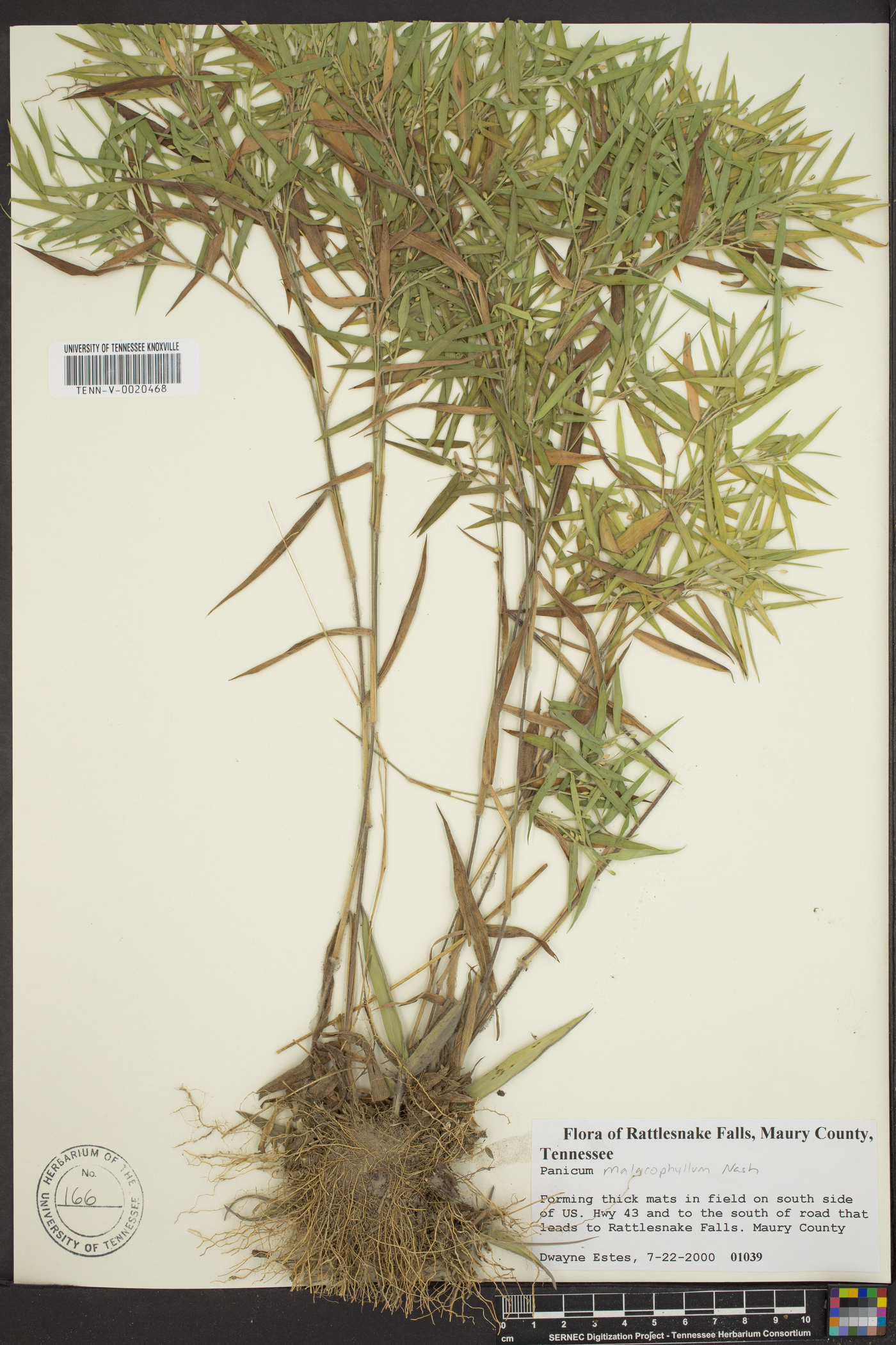 Dichanthelium malacophyllum image