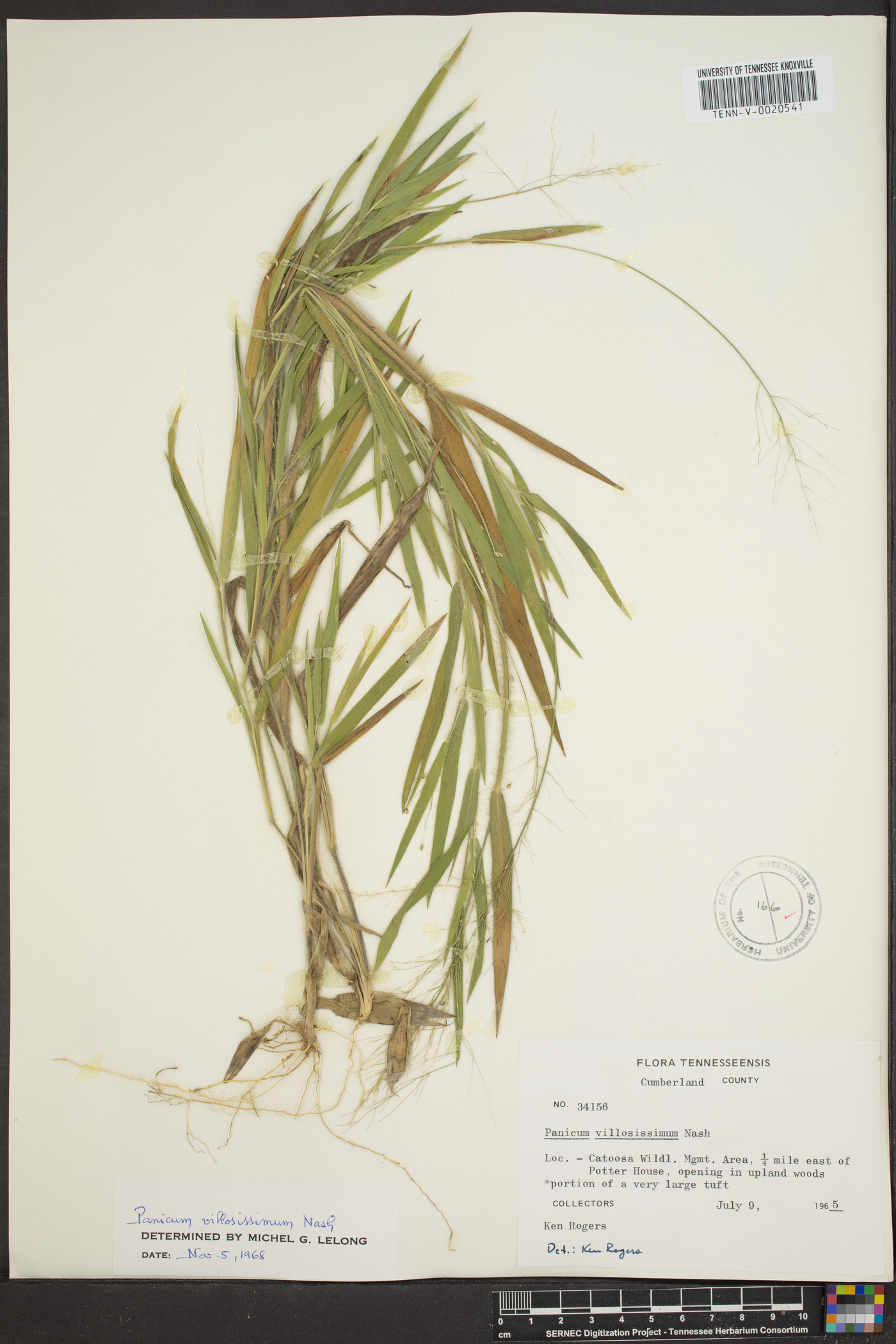 Dichanthelium villosissimum image