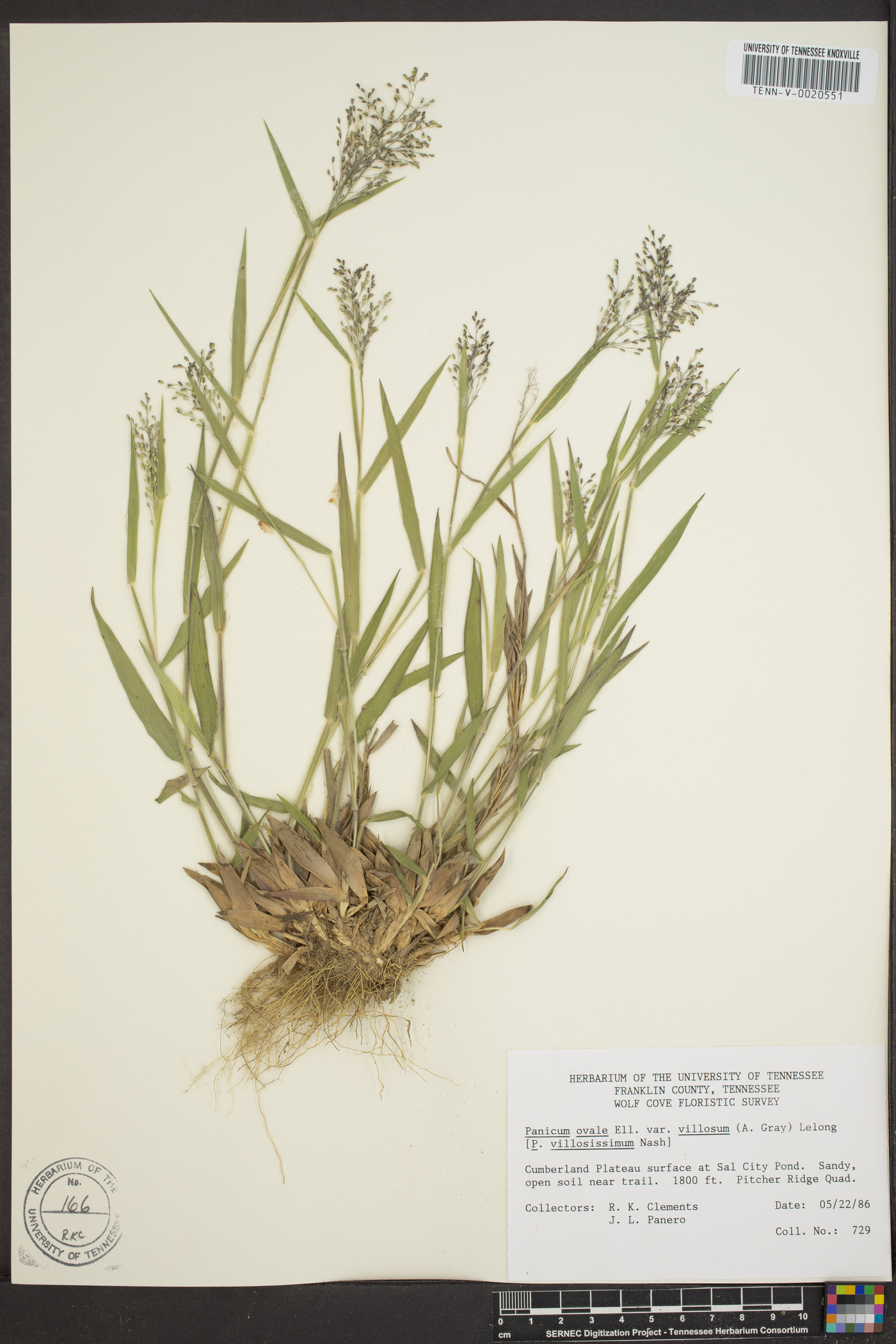 Dichanthelium villosissimum image