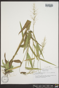 Dichanthelium polyanthes image