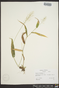 Dichanthelium polyanthes image