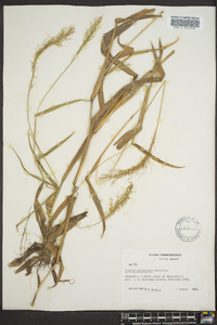 Dichanthelium polyanthes image