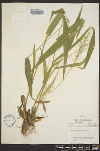 Dichanthelium polyanthes image