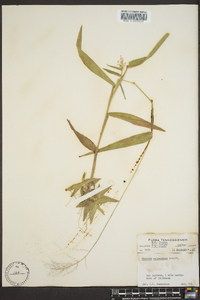 Dichanthelium polyanthes image