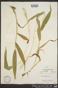 Dichanthelium polyanthes image