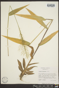 Dichanthelium polyanthes image