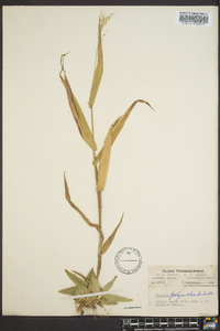 Dichanthelium polyanthes image