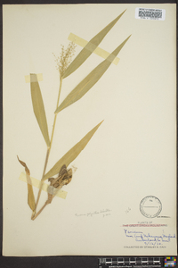 Dichanthelium polyanthes image