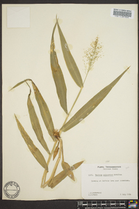 Dichanthelium polyanthes image