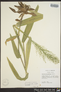 Dichanthelium polyanthes image