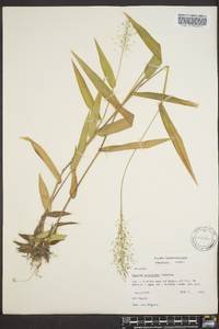 Dichanthelium polyanthes image