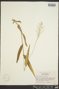 Dichanthelium polyanthes image