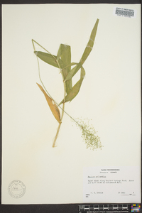 Dichanthelium polyanthes image