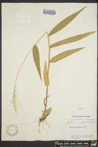 Dichanthelium polyanthes image