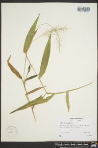 Dichanthelium polyanthes image