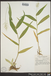 Dichanthelium polyanthes image