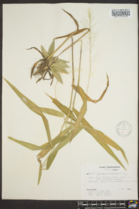 Dichanthelium polyanthes image