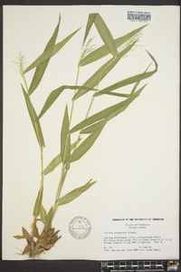 Dichanthelium polyanthes image