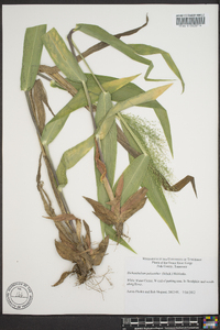 Dichanthelium polyanthes image