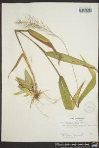 Dichanthelium polyanthes image