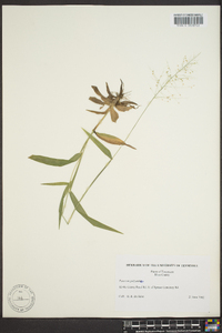 Dichanthelium polyanthes image