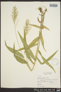 Dichanthelium polyanthes image