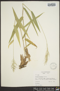 Dichanthelium polyanthes image