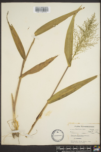 Dichanthelium polyanthes image