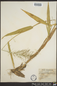 Dichanthelium polyanthes image