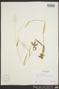 Dichanthelium polyanthes image