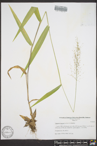 Dichanthelium polyanthes image