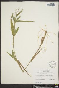 Dichanthelium ravenelii image