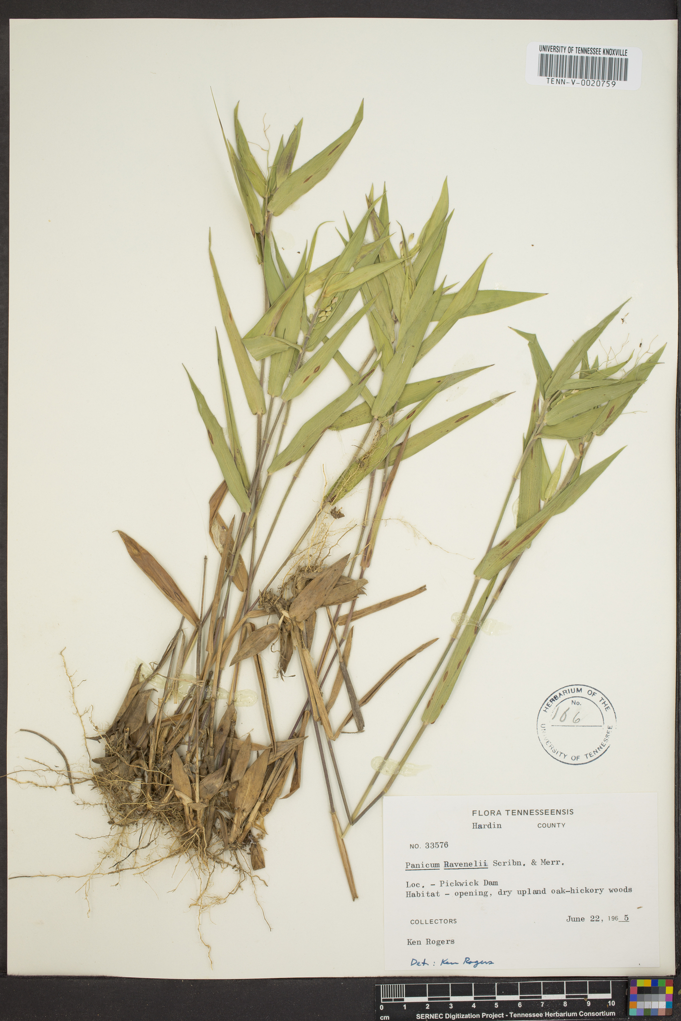 Dichanthelium ravenelii image