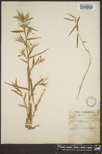 Dichanthelium scoparium image