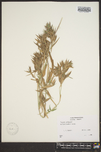 Dichanthelium scoparium image