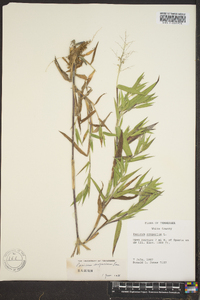 Dichanthelium scoparium image