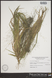 Panicum flexile image