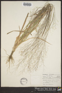 Panicum flexile image