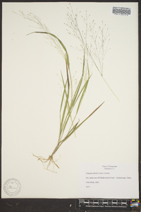 Panicum flexile image