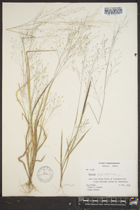 Panicum flexile image