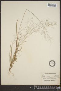 Panicum flexile image