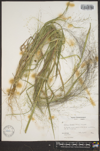 Panicum flexile image