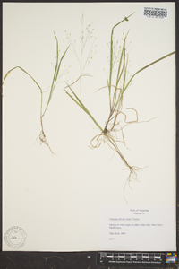 Panicum flexile image